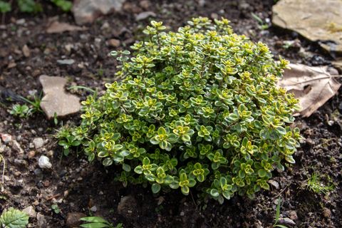 Thymus citriodorus oder Zitronenthymian