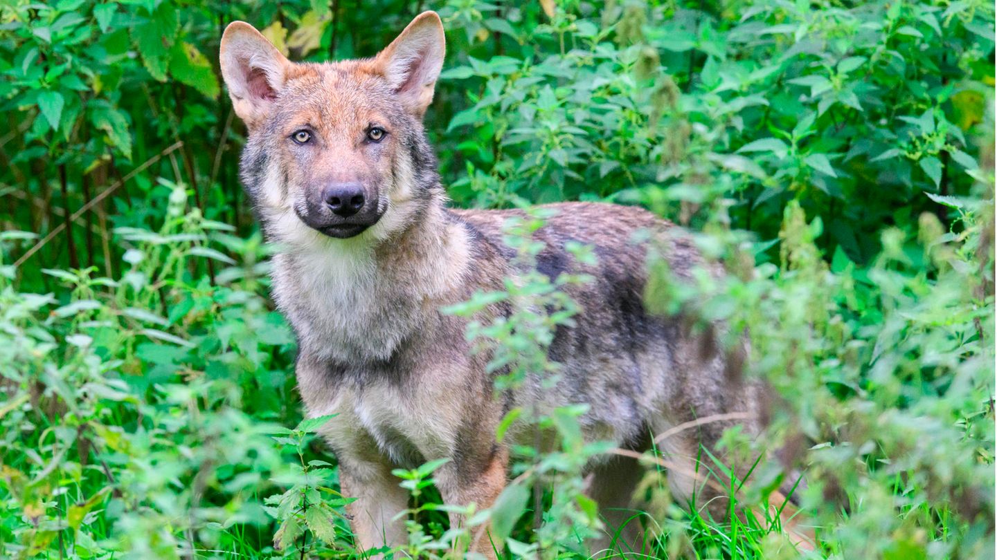 Shooting of wolves: Federal Ministry for the Environment wants to simplify specifications