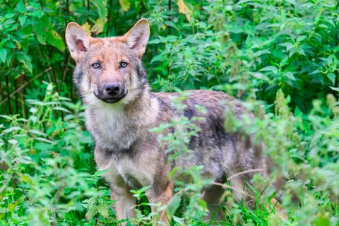 Ein junger Wolf steht im Grünen