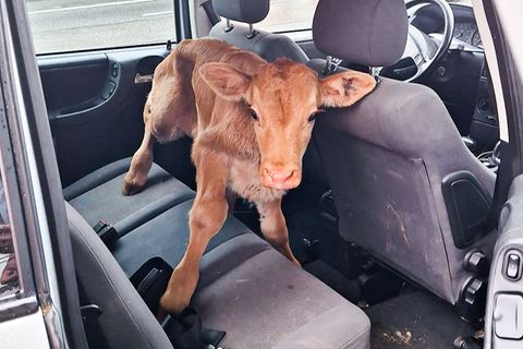 Ein Mann erschien mit dem Kalb im Auto bei der Polizei in Geilenkirchen, NRW