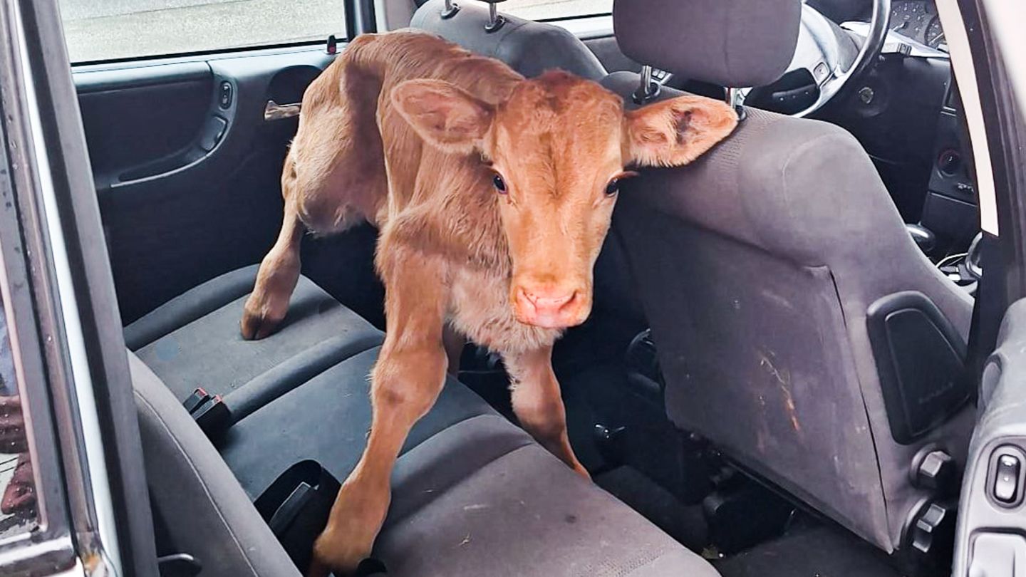 Ein Mann erschien mit dem Kalb im Auto bei der Polizei in Geilenkirchen, NRW