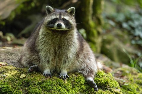 Waschbär im Porträt