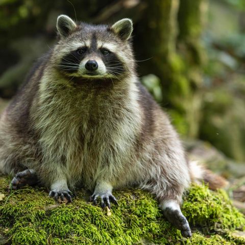 Waschbär im Porträt