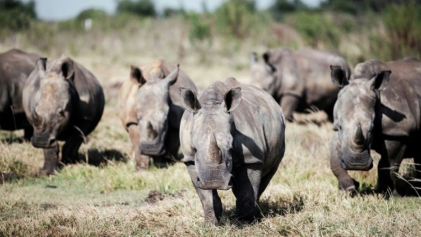 Naturschutzorganisation kauft weltgrößte Nashornfarm in Südafrika