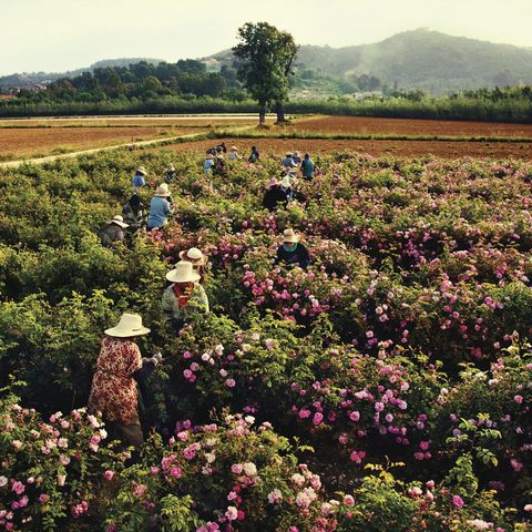 Pflückerinnen in Pégomas Pflückerinnen in Pégomas