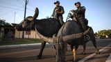 Soure, Brasilien. Militärpolizisten patrouillieren auf asiatischen Wasserbüffeln durch die Straßen der Stadt auf der Insel Marajó. Die Polizei setzt die Tiere ein, um überschwemmte Gebiete zu durchqueren. Die Hufe der Büffel ermöglichen es ihnen, sich leicht durch schlammige Sümpfe zu bewegen, und sie kommen gut mit der starken tropischen Hitze auf der Insel zurecht. Den Spitznamen Buffalo Soldiers bekam die Truppe von einer brasilianische Zeitschrift verpasst – in Anlehnung an Bob Marleys Hit "Buffalo Soldier".