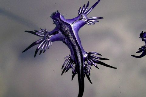 Tourist entdeckt „Blauen Drachen" an spanischem Strand