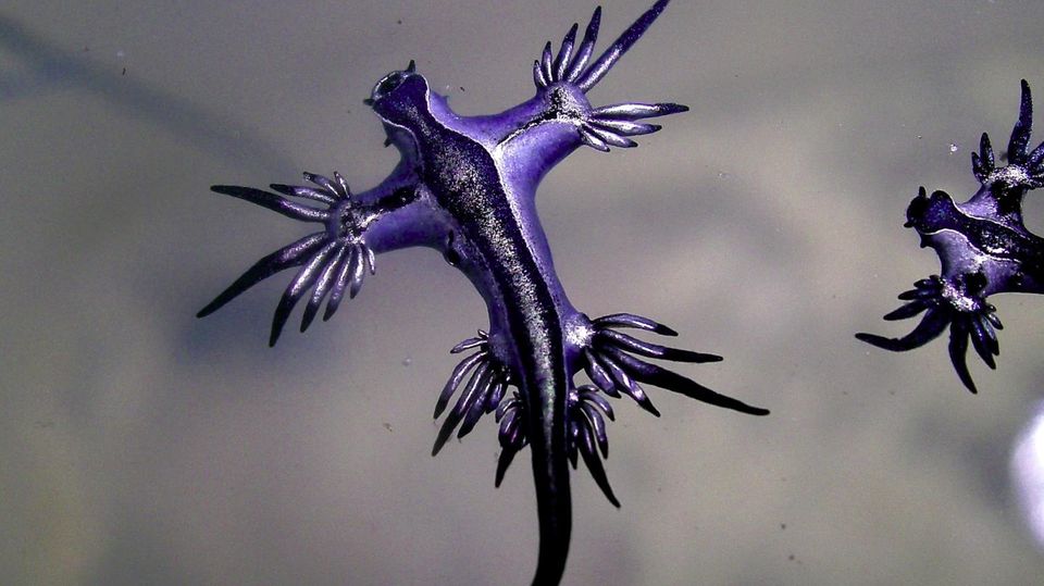 Tourist entdeckt „Blauen Drachen" an spanischem Strand