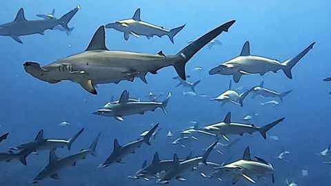 Majestätischer Anblick im Video: Dutzende Hammerhaie ziehen ihre Kreise