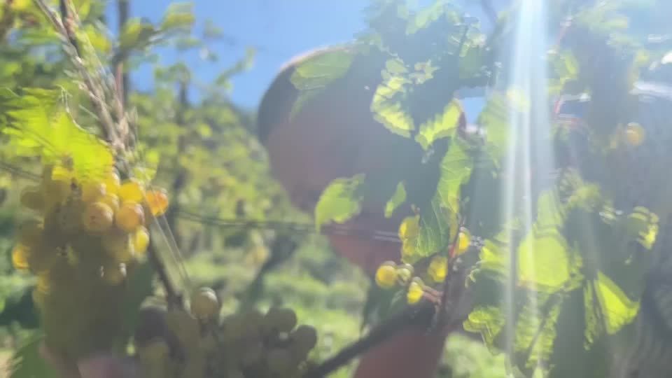 Video: Hitze im September: reife Trauben, viele Algen