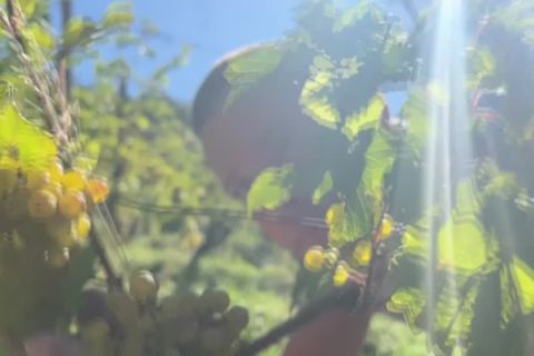 Video: Hitze im September: reife Trauben, viele Algen