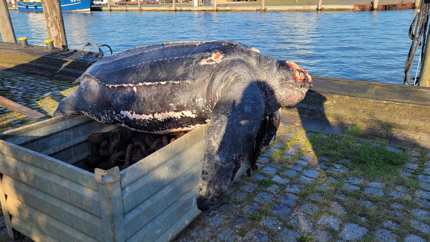 Tote Lederschildkröte auf einer Kiste im Hafen von Büsum