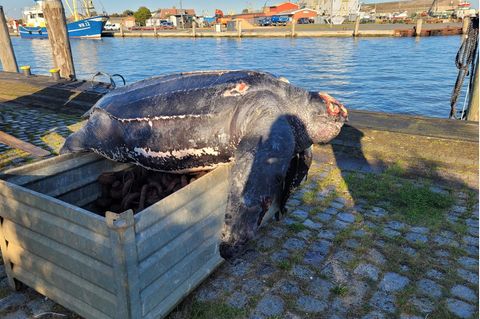 Tote Lederschildkröte auf einer Kiste im Hafen von Büsum
