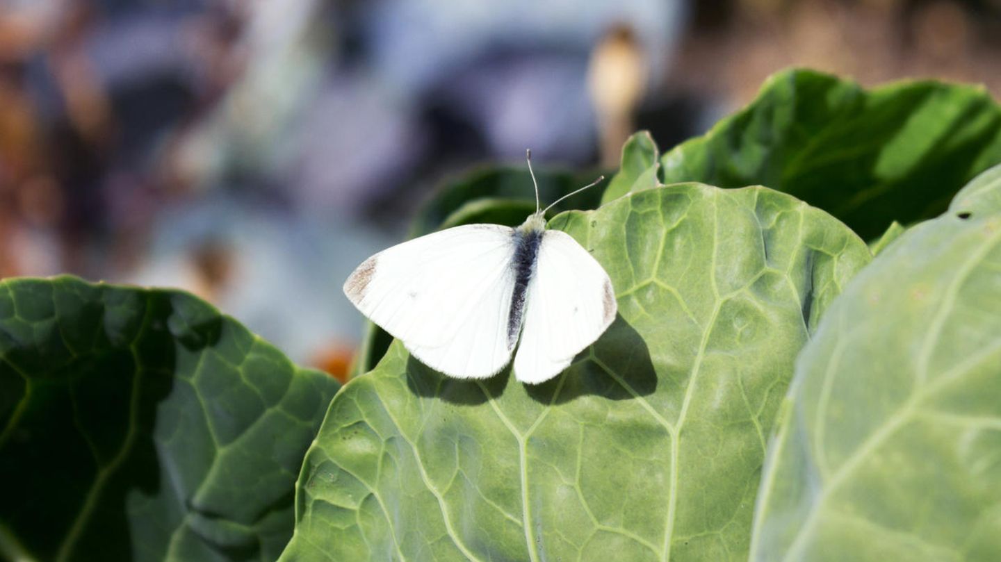 Insektenschädling auf einem Gemüse
