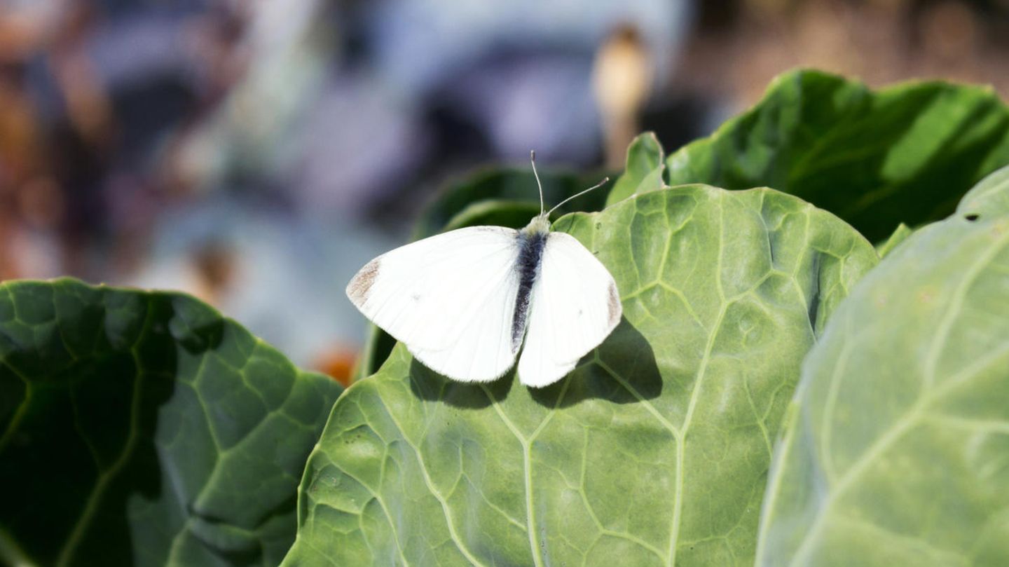 Kohlweißling: Schmetterlingsraupen im Kohl? So beschützen Sie Ihr Gemüse