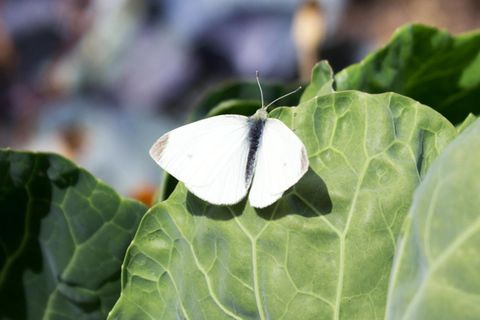 Insektenschädling auf einem Gemüse
