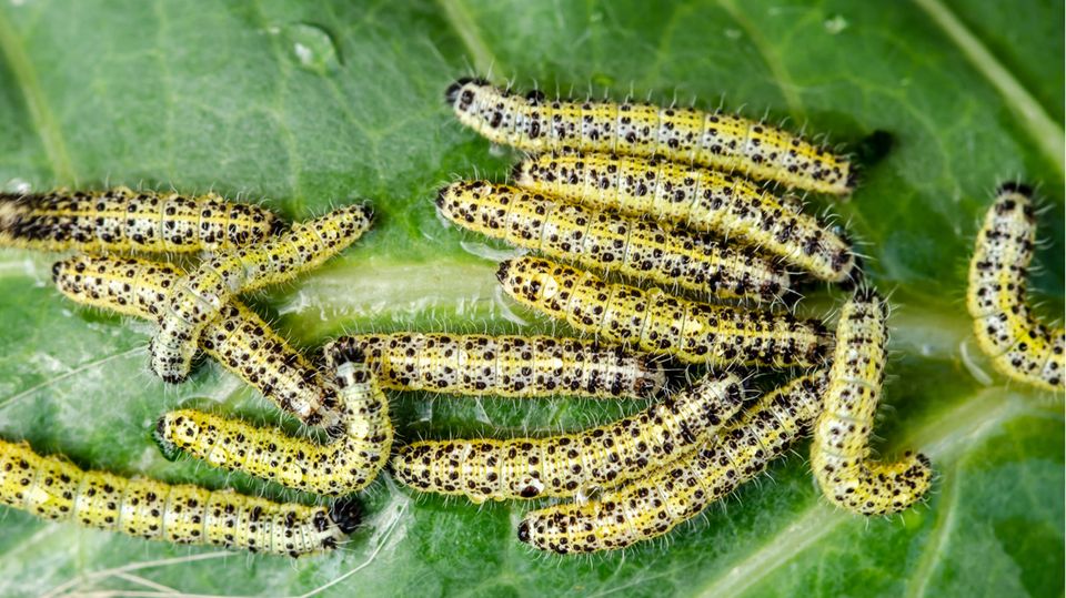 Krabbelnde Raupen des großen Weißkohlschmetterlings