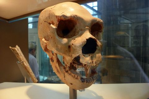 Nach der Katastrophe entwicklete sich der Homo heidelbergensis