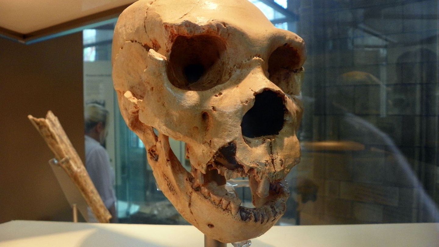 Nach der Katastrophe entwicklete sich der Homo heidelbergensis
