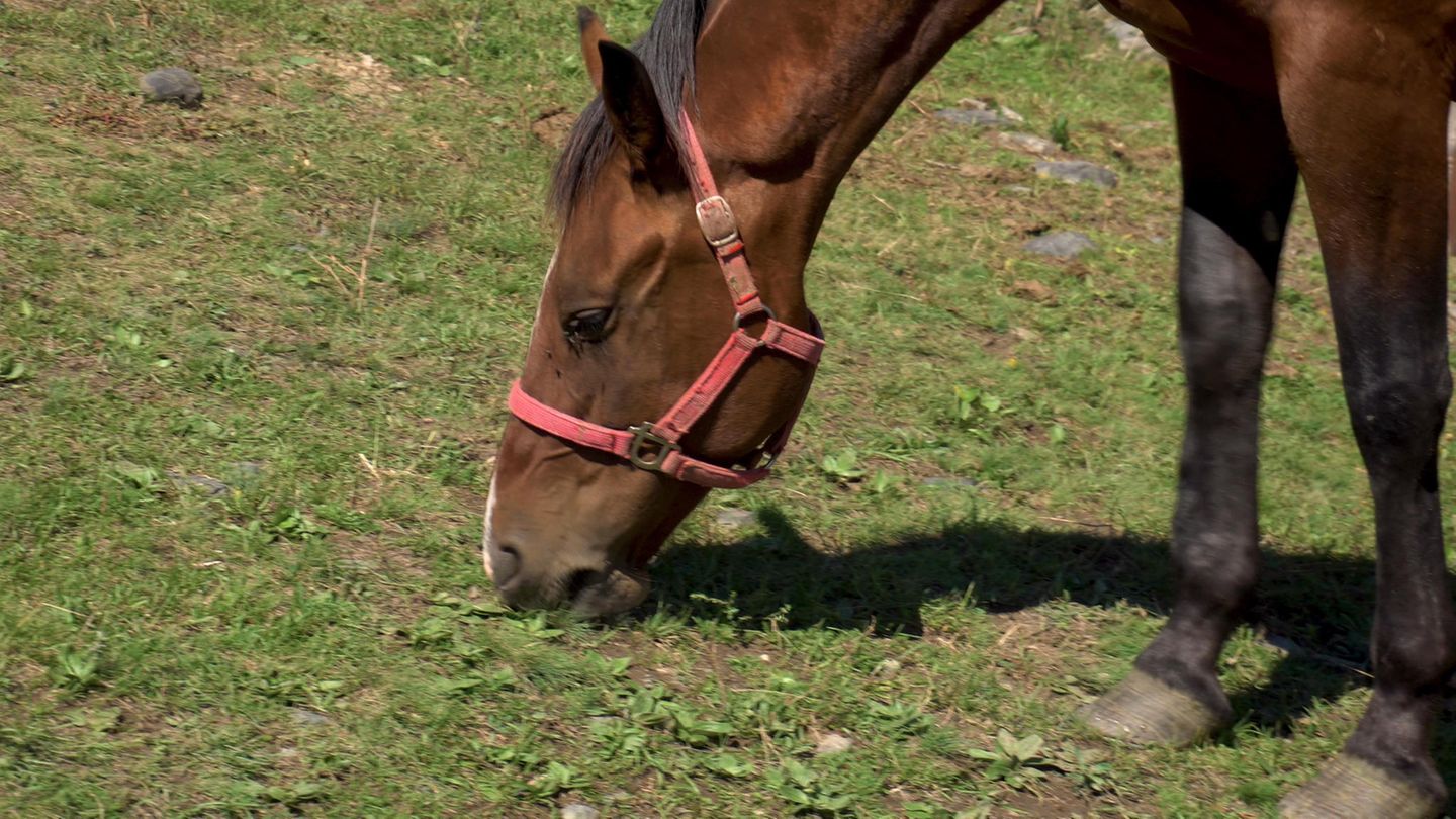 Pony auf einer Weide