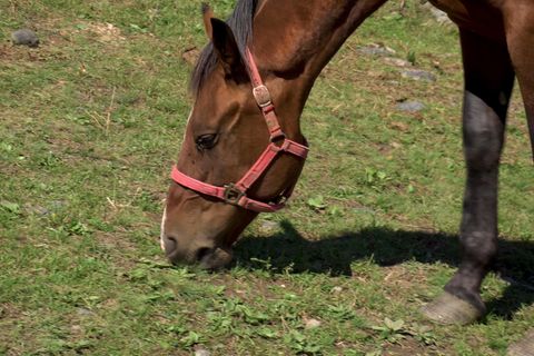 Pony auf einer Weide