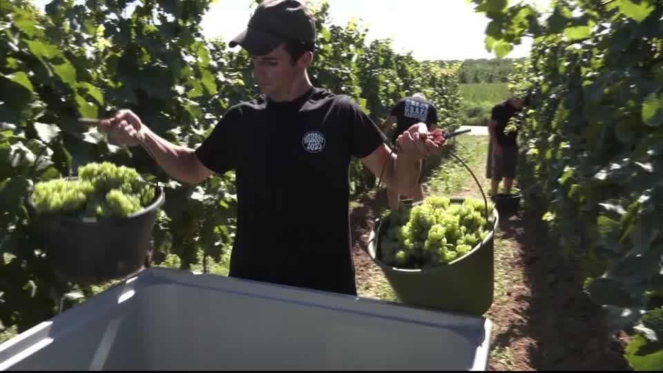 Video: Trotz Wetterkapriolen: Wein wird fein