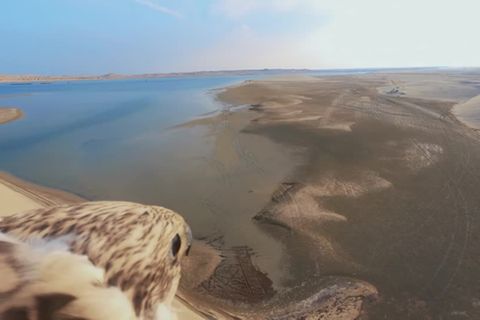 Video: Falkenflug über Katar