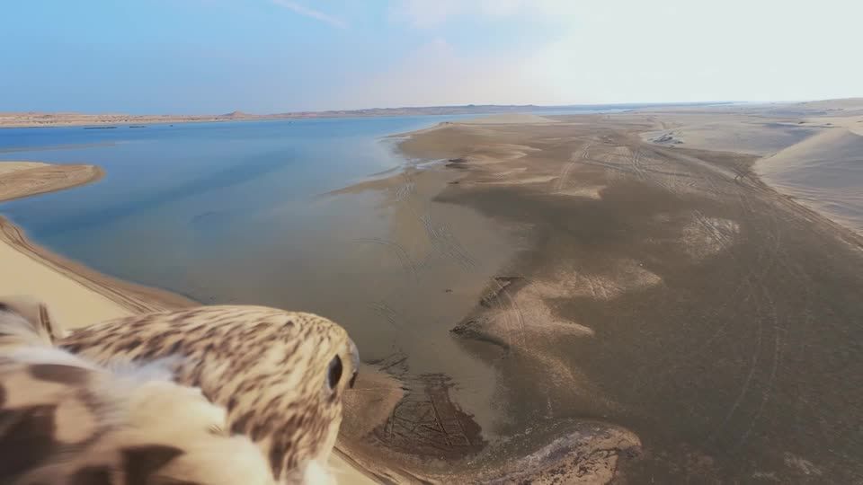 Video: Falkenflug über Katar