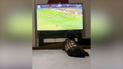 Fußballfan: Hund spielt völlig verrückt, wenn ein Tor fällt.