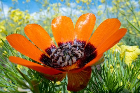 orange-rote Blüte