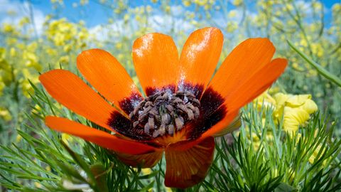 orange-rote Blüte