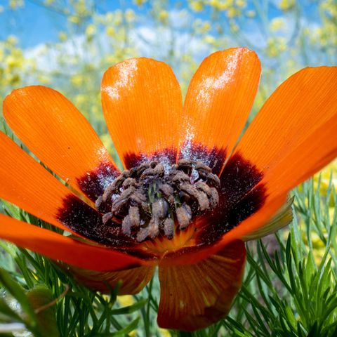 orange-rote Blüte