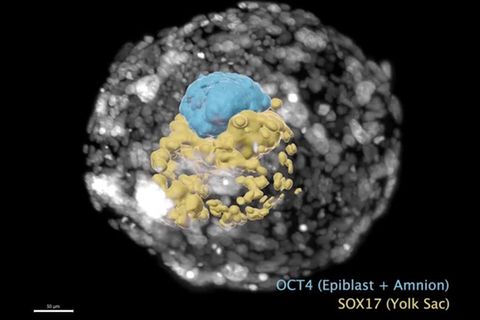 Video: Embryo ohne Eizelle und Sperma