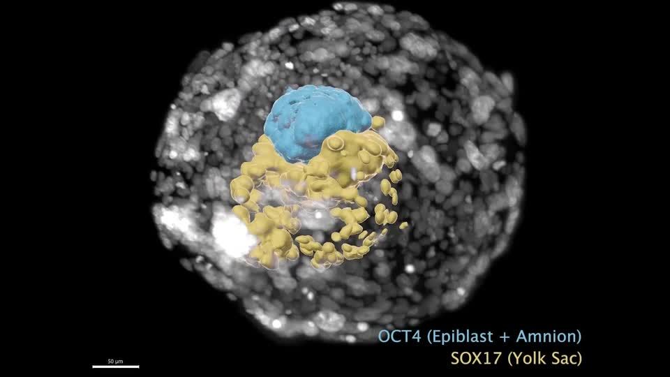 Video: Embryo ohne Eizelle und Sperma