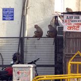 Kurz vor Beginn des Gipfels hatten sich die indischen Behörden bemüht, die in Neu Delhi häufig vorkommenden Makaken-Affen und Straßenhunde loszuwerden – um Unannehmlichkeiten für Delegierte und Gäste beim Gipfel zu verhindern, wie es offiziell hieß. Die kleinen Affen versuchten die Behörden zu verscheuchen, indem sie große Bilder von Langurenaffen aufstellten und Menschen losschickten, die die Geräusche dieser großen Affen nachahmten