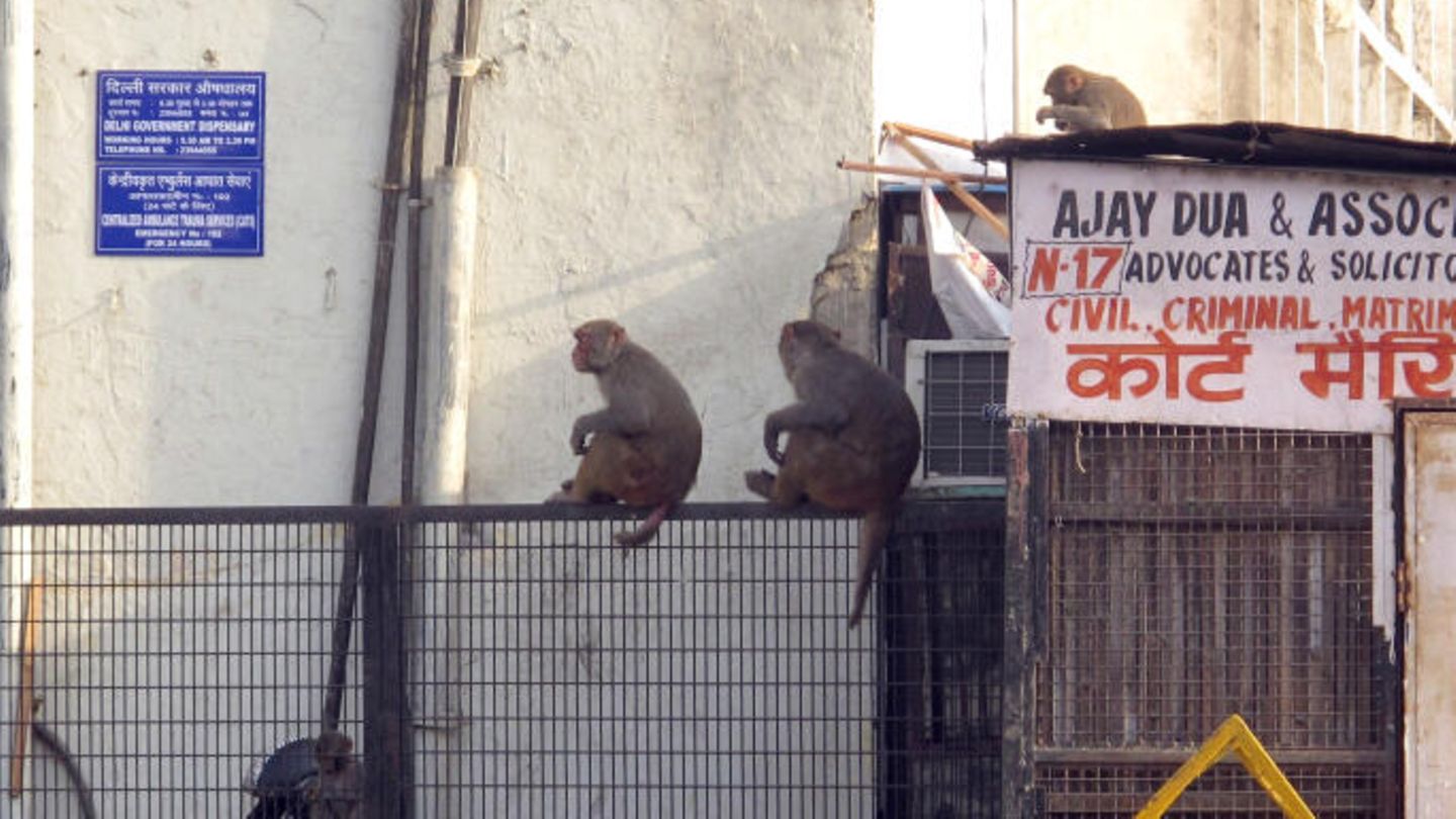 Kurz vor Beginn des Gipfels hatten sich die indischen Behörden bemüht, die in Neu Delhi häufig vorkommenden Makaken-Affen und Straßenhunde loszuwerden – um Unannehmlichkeiten für Delegierte und Gäste beim Gipfel zu verhindern, wie es offiziell hieß. Die kleinen Affen versuchten die Behörden zu verscheuchen, indem sie große Bilder von Langurenaffen aufstellten und Menschen losschickten, die die Geräusche dieser großen Affen nachahmten