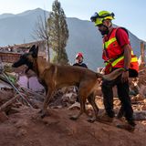 Ein Spürhund auf der Suche nach Vermissten nach dem Erdbeben in Marokko
