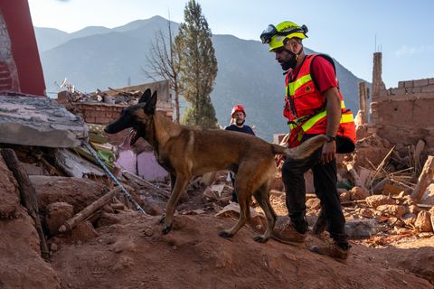 Ein Spürhund auf der Suche nach Vermissten nach dem Erdbeben in Marokko