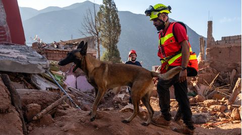 Ein Spürhund auf der Suche nach Vermissten nach dem Erdbeben in Marokko