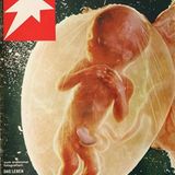 Stern-Cover Embryo