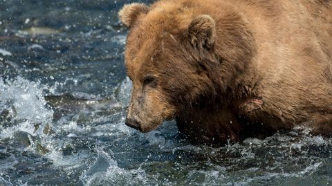 Braunbär im Katmai Nationalpark in Alaska