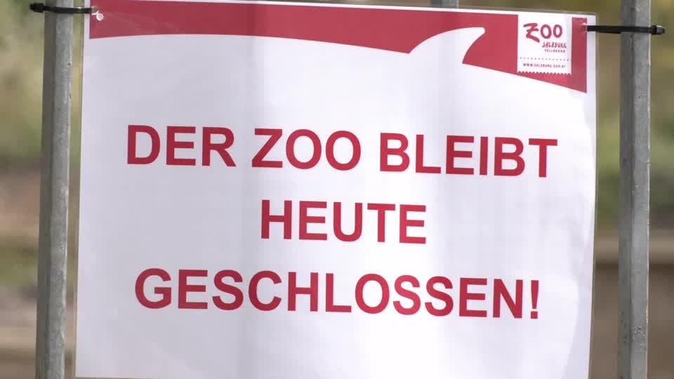 Video: Nashorn-Pflegerin im Gehege verunglückt
