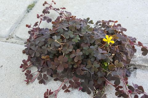 Wildkleepflanze wächst zwischen Pflastersteinen