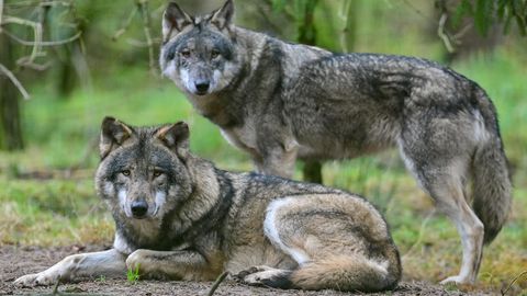 Zwei Wölfe sind im Gehege im Wildpark Schorfheide zu sehen