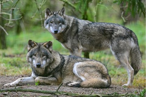 Zwei Wölfe sind im Gehege im Wildpark Schorfheide zu sehen