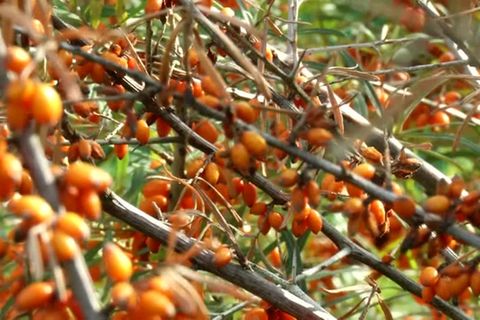 Pflanzensterben: Mysteriöse Ursache macht Sanddorn zu schaffen