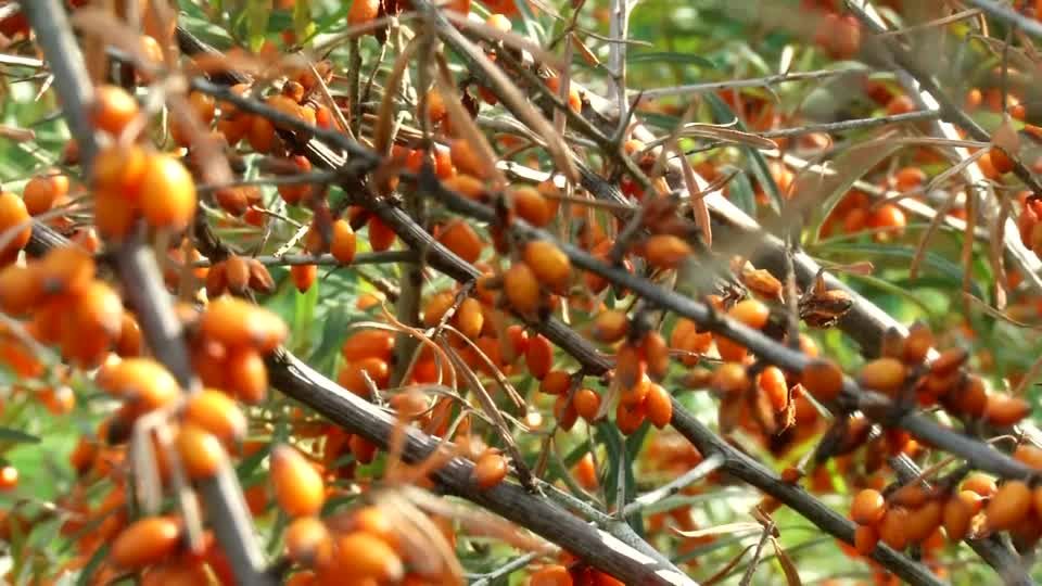 Pflanzensterben: Mysteriöse Ursache macht Sanddorn zu schaffen