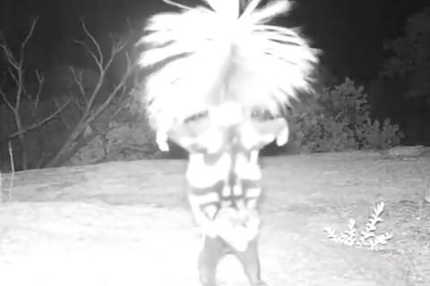 Arizona: Mysteriöses Tier im Handstand aufgezeichnet