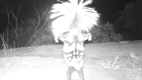 Arizona: Mysteriöses Tier im Handstand aufgezeichnet