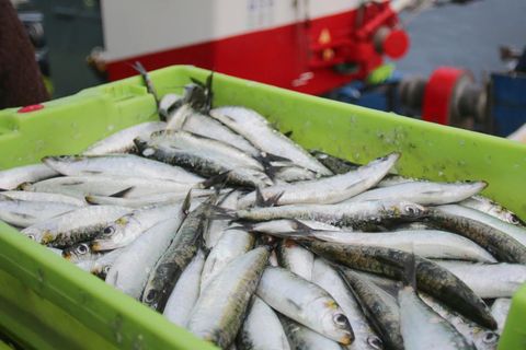 Sardinen